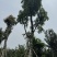 海南红豆10～18公分基地直销规格齐全欢迎老板来电