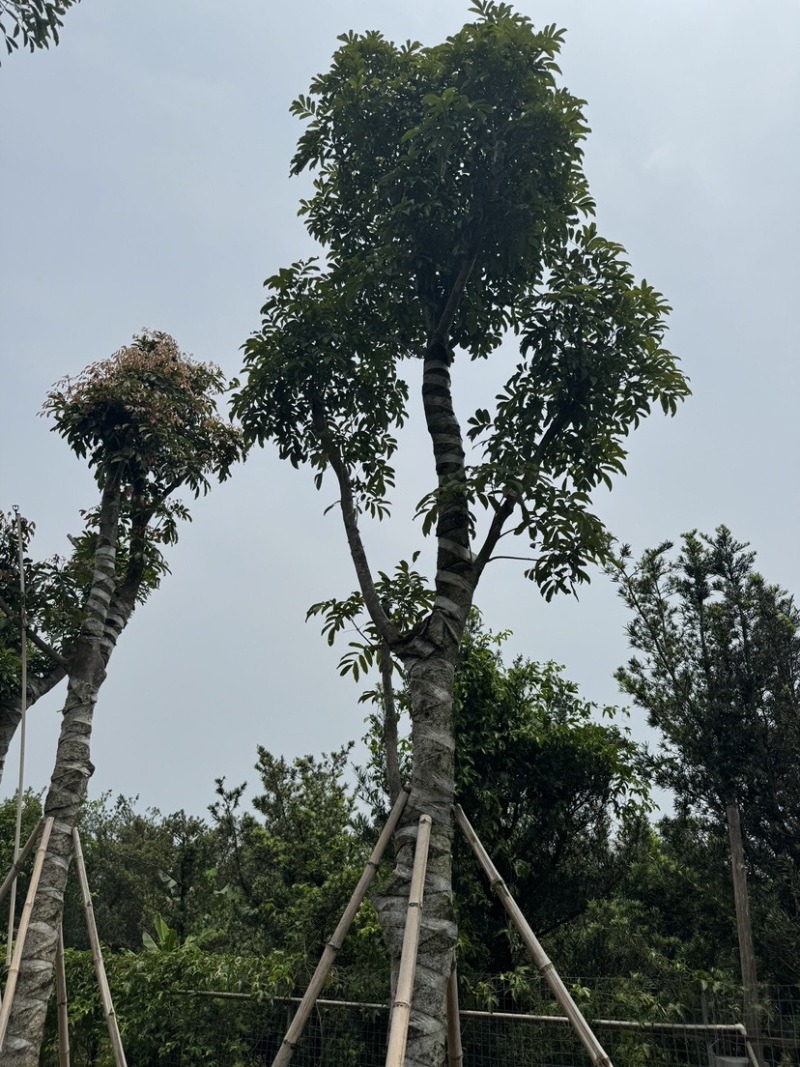 海南红豆10～18公分基地直销规格齐全欢迎老板来电