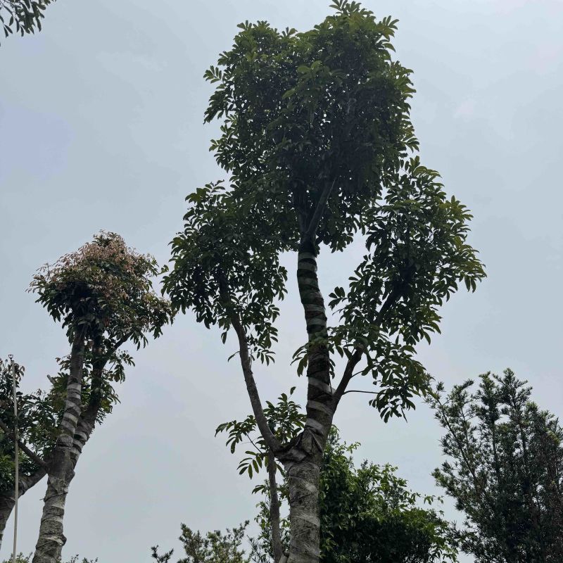 海南红豆10～18公分基地直销规格齐全欢迎老板来电