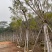 蓝花楹基地直销规格齐全有需要绿化苗木的老板欢迎来电