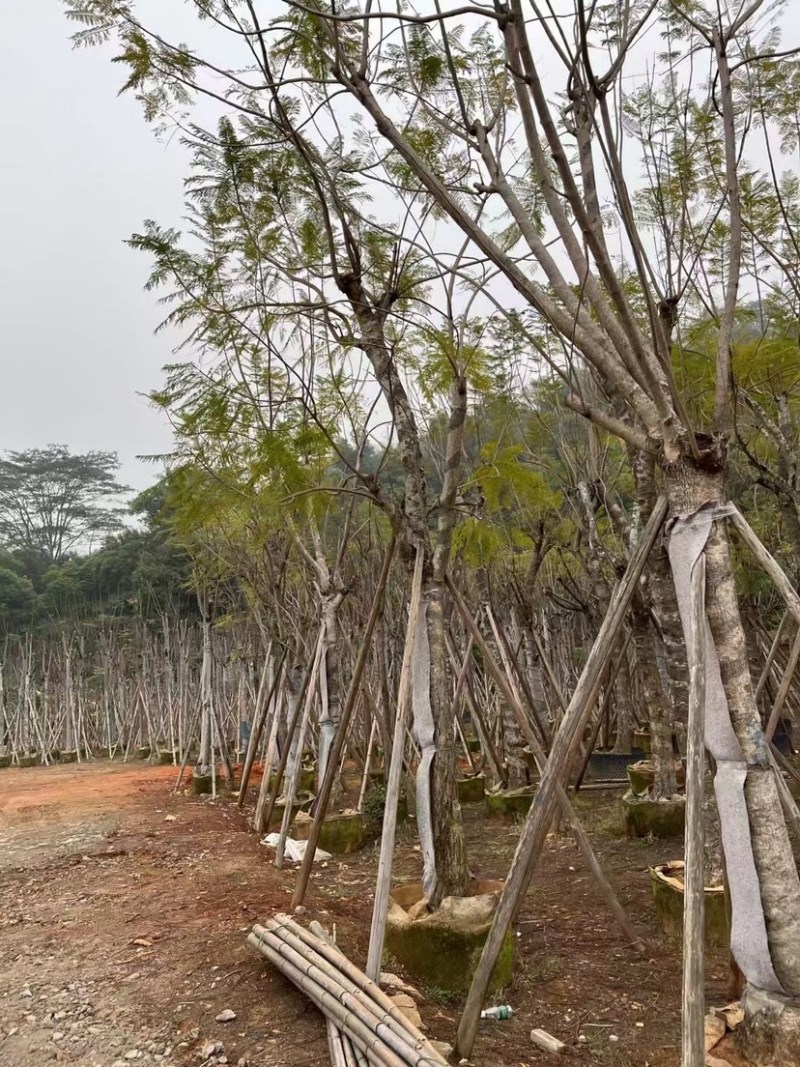蓝花楹基地直销规格齐全有需要绿化苗木的老板欢迎来电