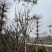 蓝花楹基地直销规格齐全有需要绿化苗木的老板欢迎来电