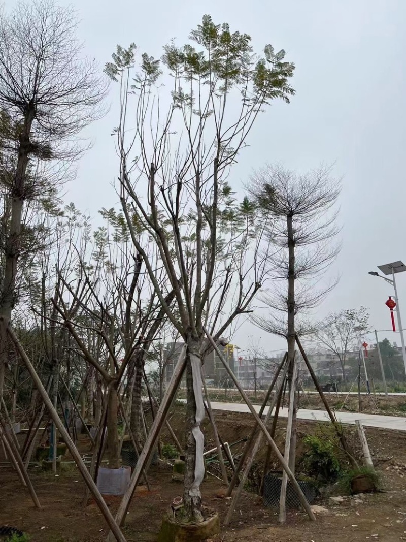 蓝花楹基地直销规格齐全有需要绿化苗木的老板欢迎来电