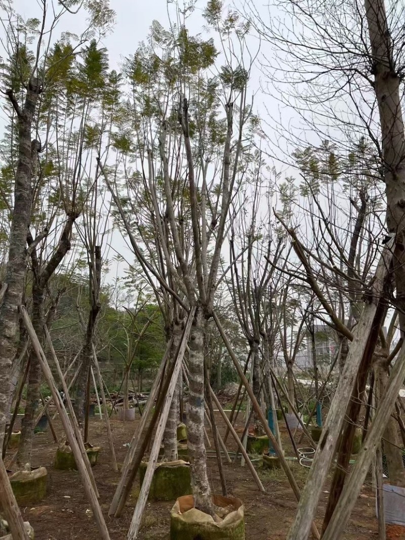 蓝花楹基地直销规格齐全有需要绿化苗木的老板欢迎来电
