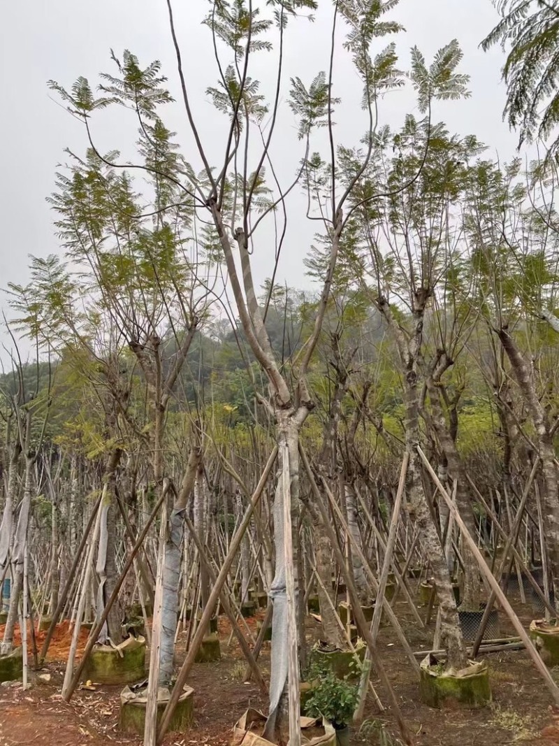 蓝花楹基地直销规格齐全有需要绿化苗木的老板欢迎来电