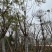 蓝花楹基地直销规格齐全有需要绿化苗木的老板欢迎来电
