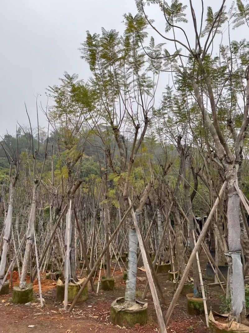 蓝花楹基地直销规格齐全有需要绿化苗木的老板欢迎来电