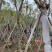 蓝花楹基地直销规格齐全有需要绿化苗木的老板欢迎来电