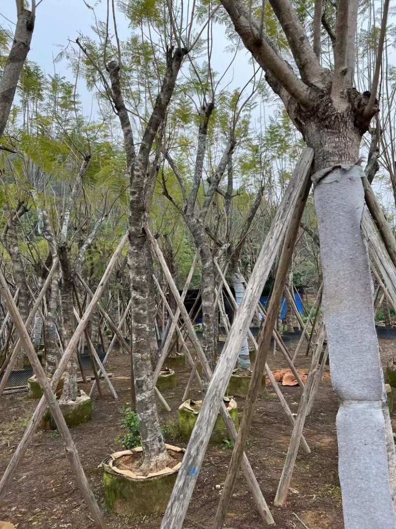 蓝花楹基地直销规格齐全有需要绿化苗木的老板欢迎来电