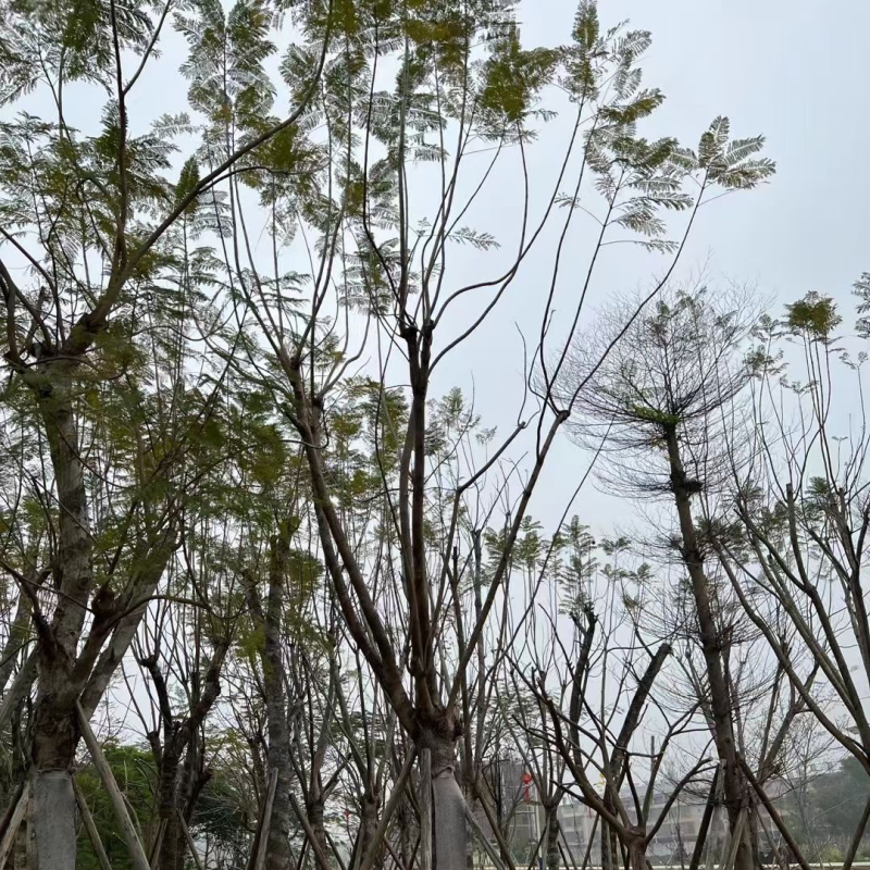 蓝花楹基地直销规格齐全有需要绿化苗木的老板欢迎来电