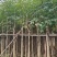 红花风铃木基地直销规格齐全欢迎老板来电咨询