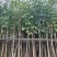 红花风铃木基地直销规格齐全欢迎老板来电咨询