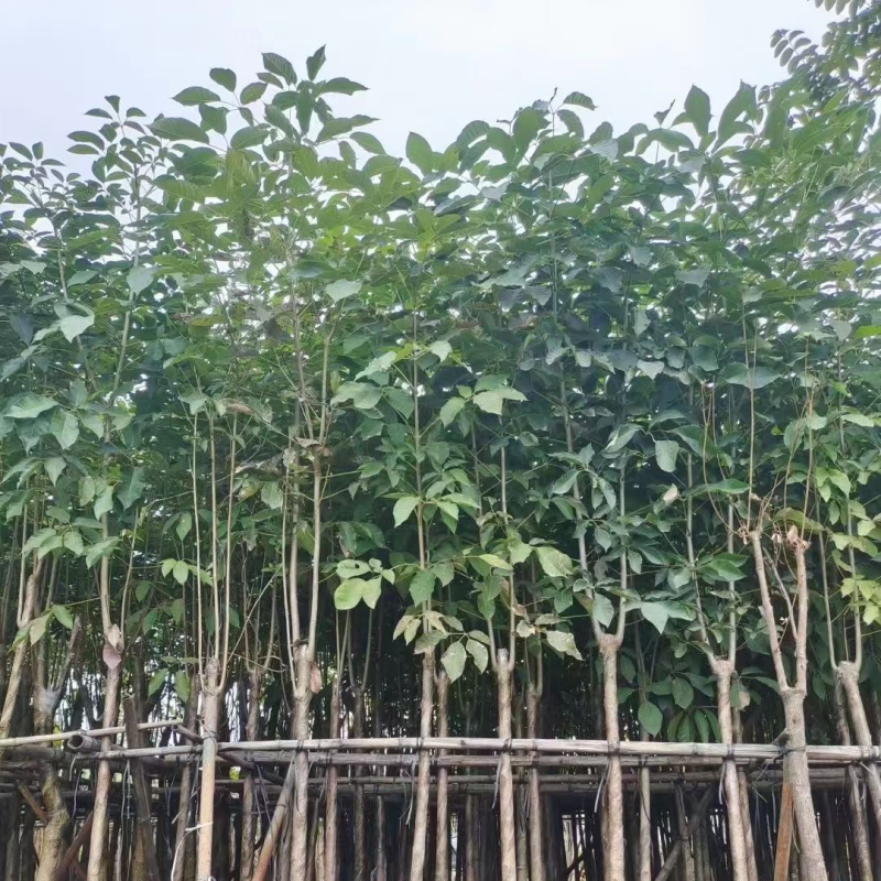 红花风铃木基地直销规格齐全欢迎老板来电咨询