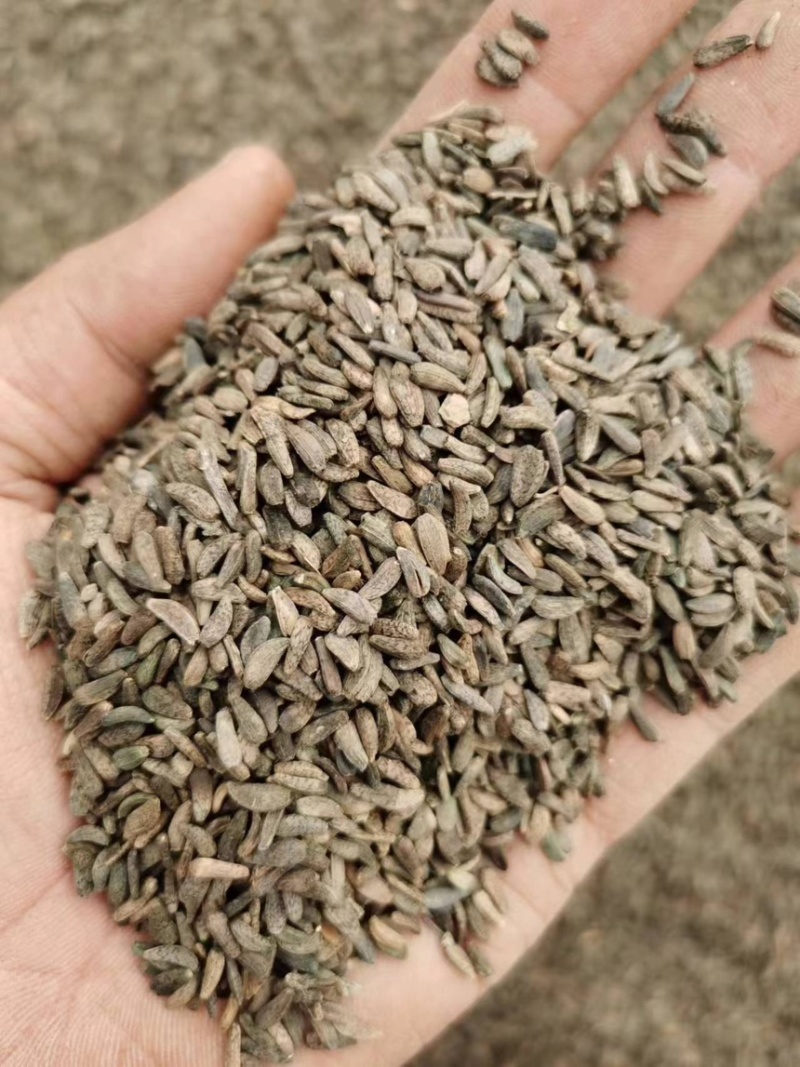 甘肃牛蒡子中药材牛蒡子牛蒡子中药材，各种规格大货