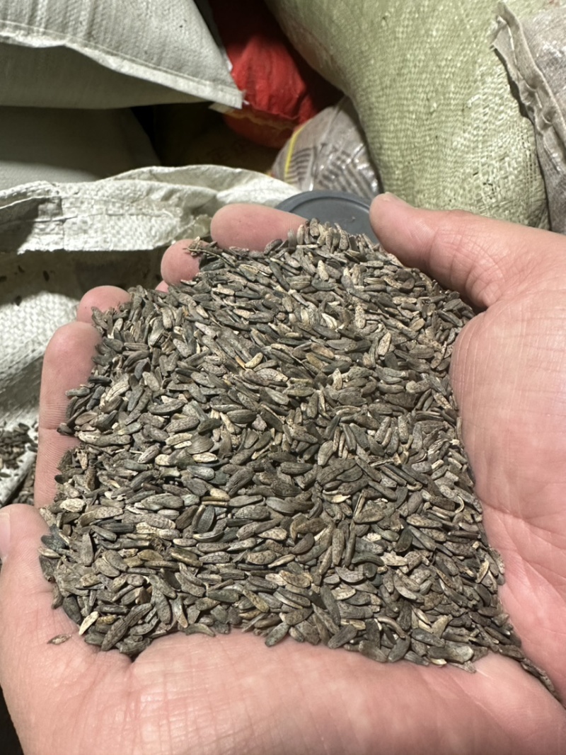 甘肃牛蒡子中药材牛蒡子牛蒡子中药材，各种规格大货