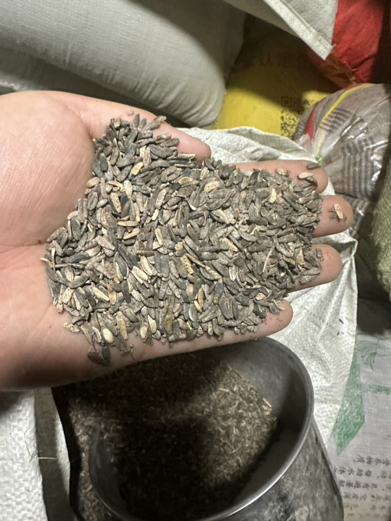 甘肃牛蒡子中药材牛蒡子牛蒡子中药材，各种规格大货