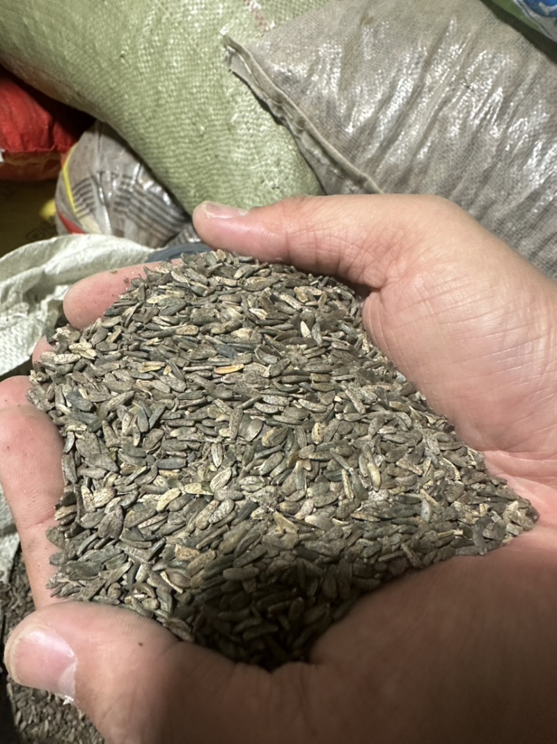 甘肃牛蒡子中药材牛蒡子牛蒡子中药材，各种规格大货