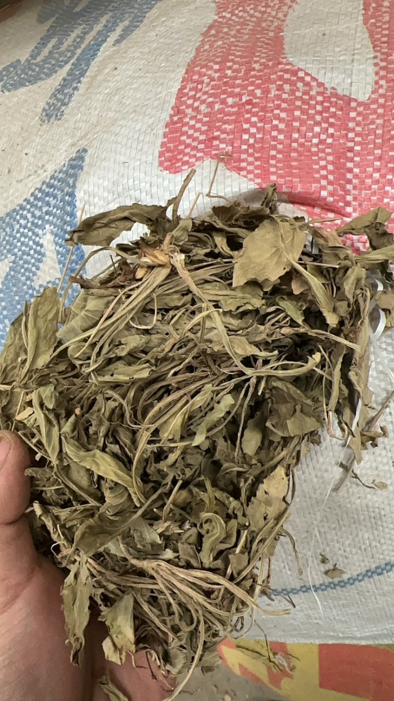 陕西紫花地丁茶用紫花地丁中药材紫花地丁苦地丁大货