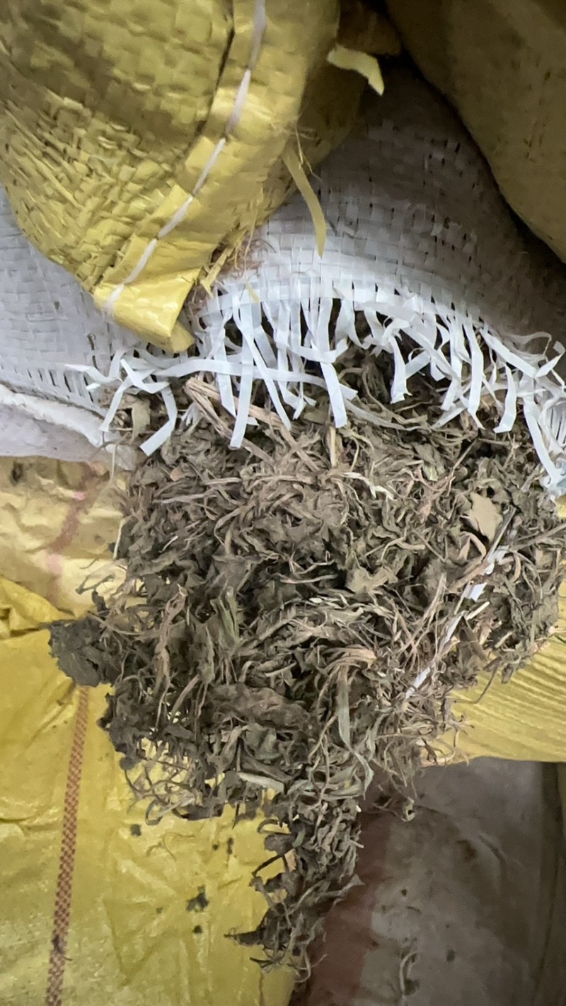 陕西紫花地丁茶用紫花地丁中药材紫花地丁苦地丁大货