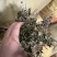 陕西紫花地丁茶用紫花地丁中药材紫花地丁苦地丁大货