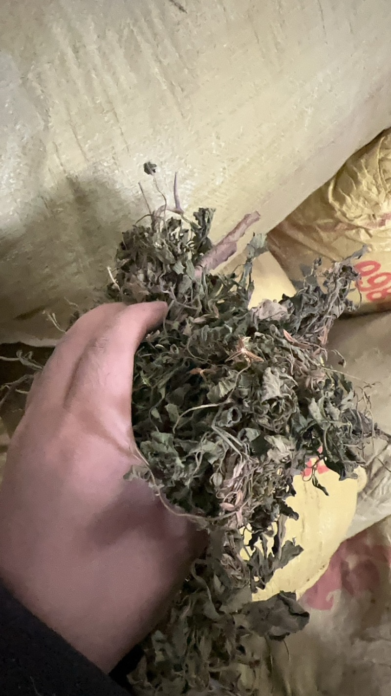 陕西紫花地丁茶用紫花地丁中药材紫花地丁苦地丁大货