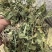 陕西紫花地丁茶用紫花地丁中药材紫花地丁苦地丁大货