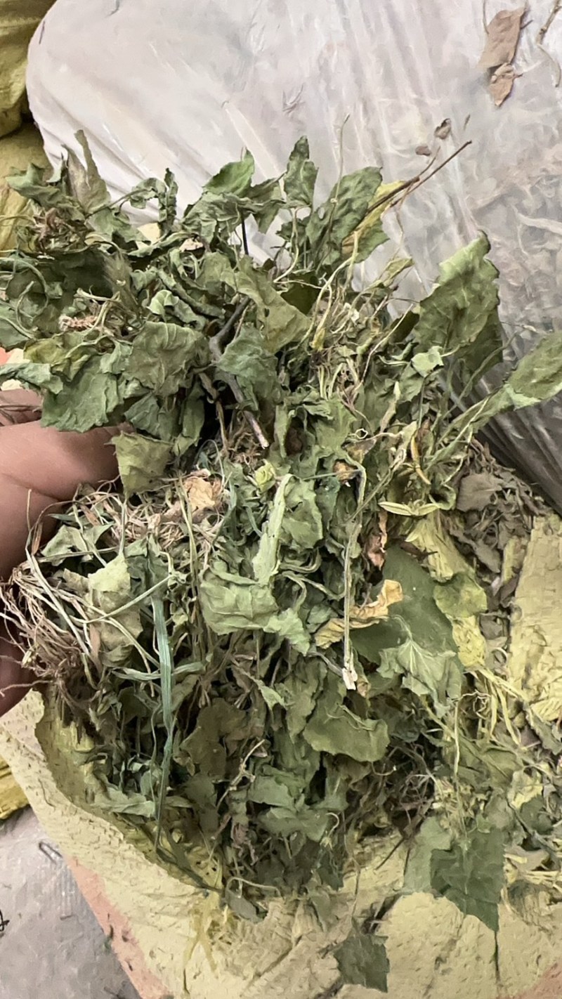 陕西紫花地丁茶用紫花地丁中药材紫花地丁苦地丁大货