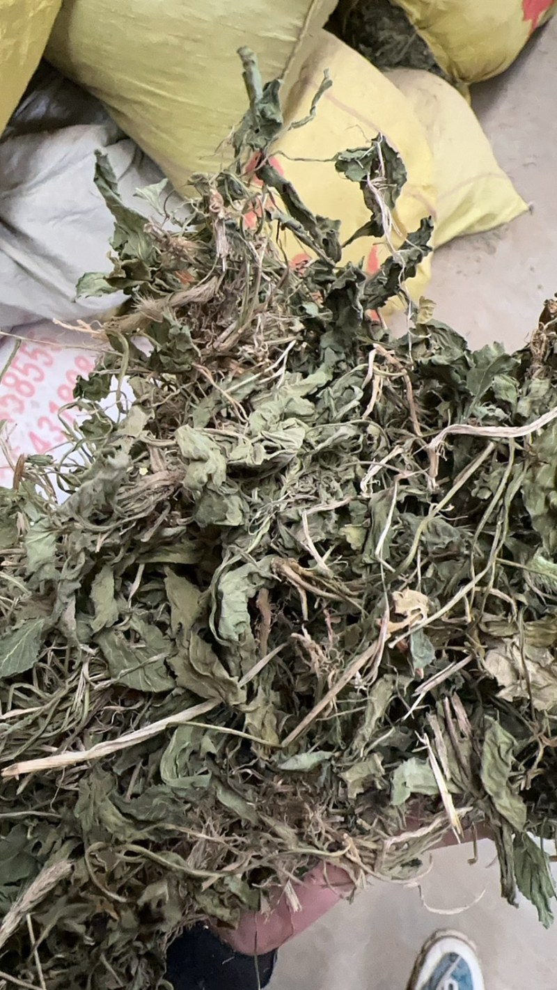 陕西紫花地丁茶用紫花地丁中药材紫花地丁苦地丁大货