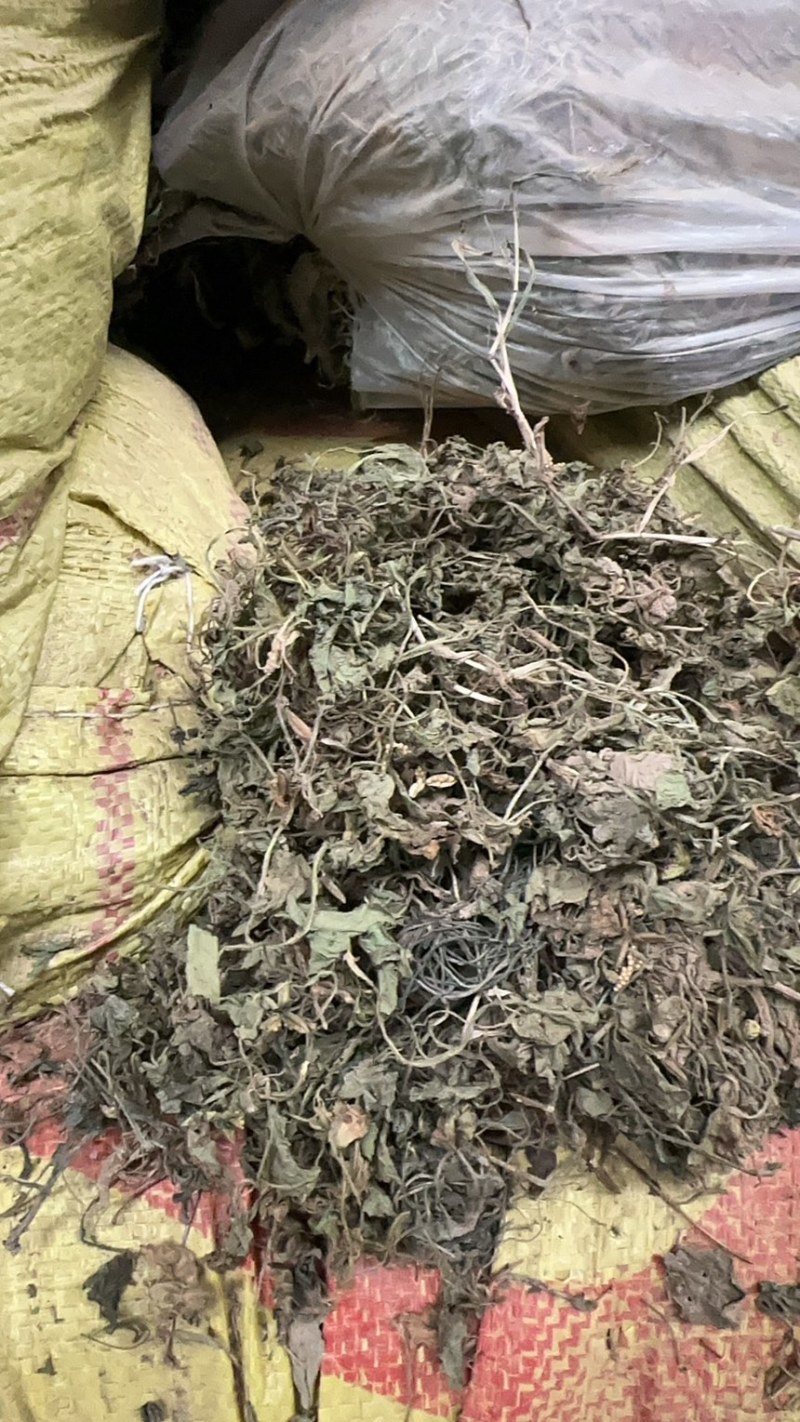 陕西紫花地丁茶用紫花地丁中药材紫花地丁苦地丁大货