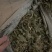 陕西紫花地丁茶用紫花地丁中药材紫花地丁苦地丁大货