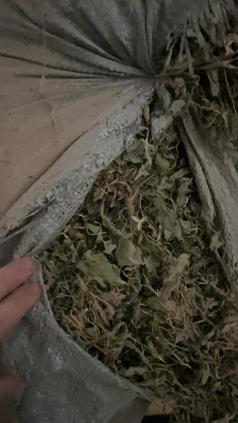 陕西紫花地丁茶用紫花地丁中药材紫花地丁苦地丁大货