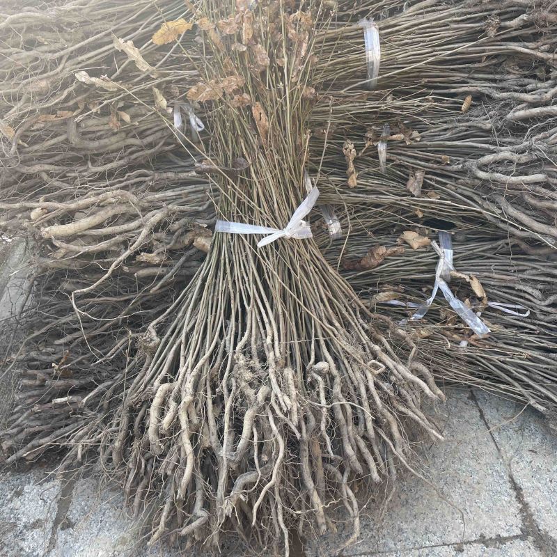 麻栎