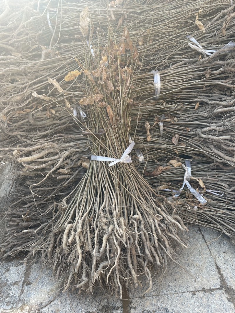 麻栎