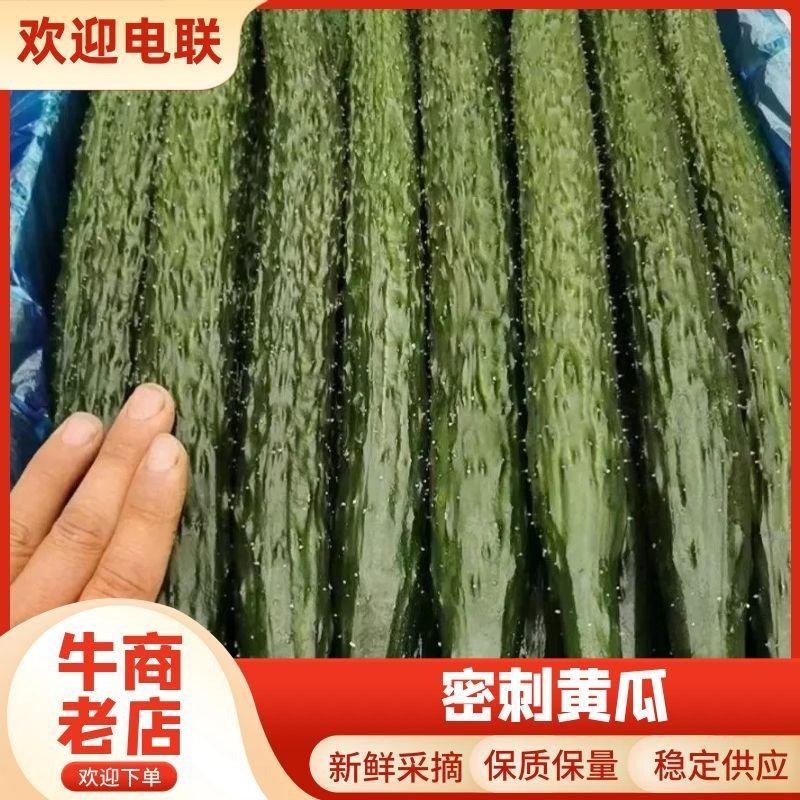 密刺黄瓜，产区一手货源，质量保证量大价优欢迎致电