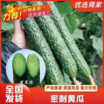 河南青瓤密刺黄瓜，产地直供市场，电商，商超等各大平台。