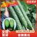 河南青瓤密刺黄瓜，产地直供市场，电商，商超等各大平台。