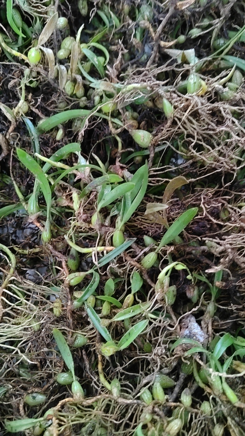 石橄榄小果双叶