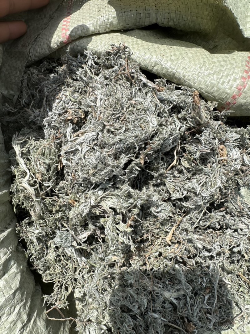 甘肃棉茵陈，野生茵陈白蒿，可泡茶，茵陈药用大货