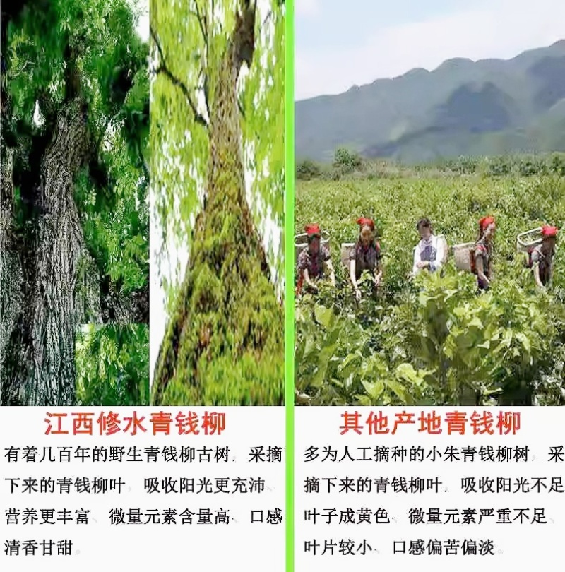 江西修水原生态野生古树青钱柳颗粒金钱柳嫩叶养生茶