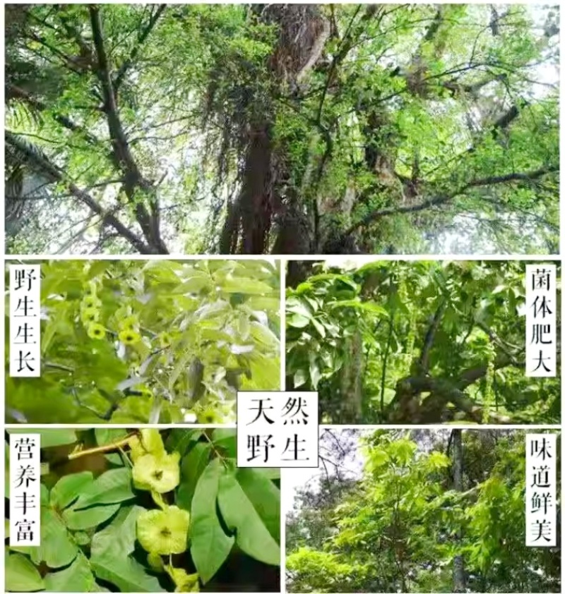 江西修水原生态野生古树青钱柳颗粒金钱柳嫩叶养生茶