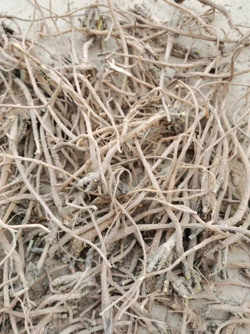 柴胡，北柴胡，甘肃柴胡，药厂柴胡，柴胡各种规格大货