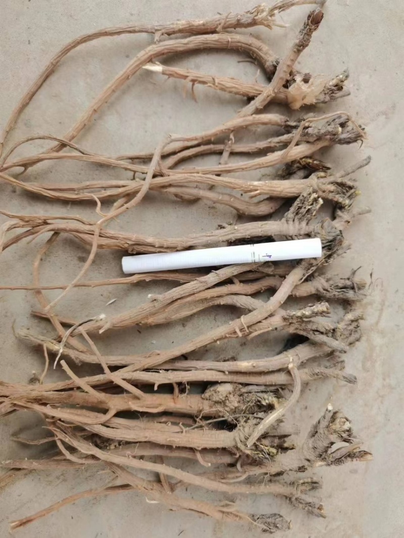 柴胡，北柴胡，甘肃柴胡，药厂柴胡，柴胡各种规格大货