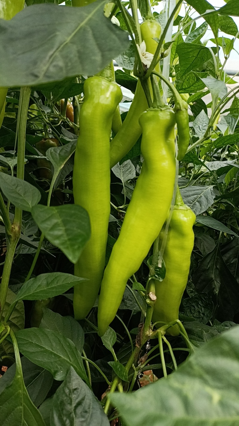 黄皮尖椒产地大量供应中，对接市场电商商超社区团购等