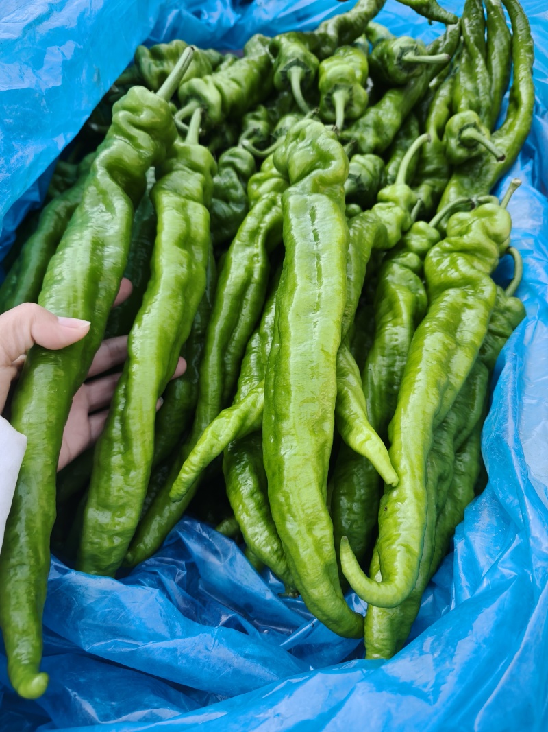 龙椒，螺丝椒产地大量供应，对接市场电商平台