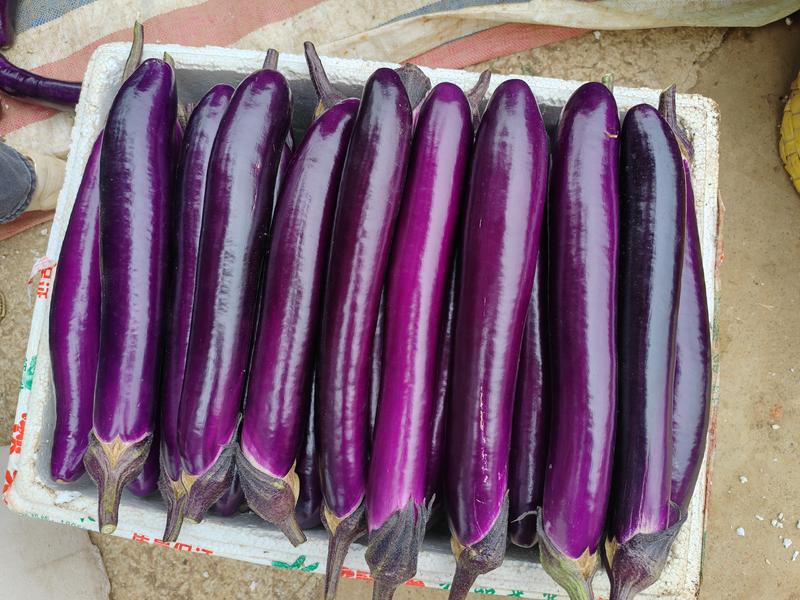 广西精品紫茄子长茄大量上市，基地发货，一手货源，欢迎联系！