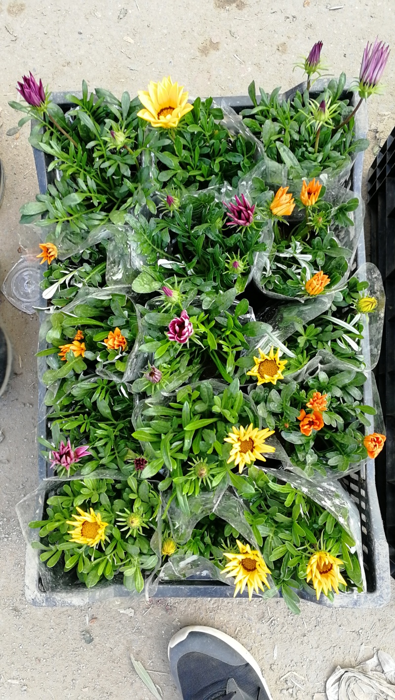 勋章菊盆栽，花色多，基地批发