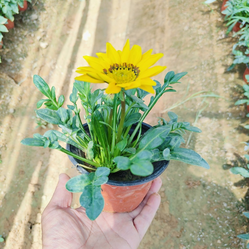 勋章菊盆栽，花色多，基地批发