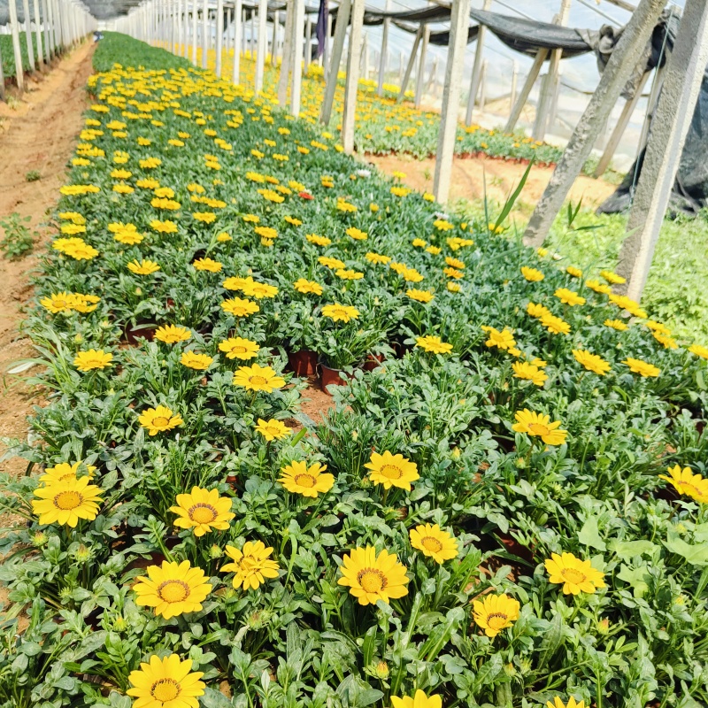 勋章菊盆栽，花色多，基地批发