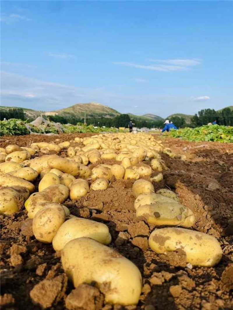 山东优质土豆上市中需要电话咨询，量大从优