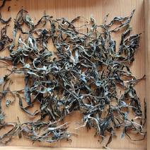 高黎贡山云雾茶（生普洱）有机生态茶自家茶园